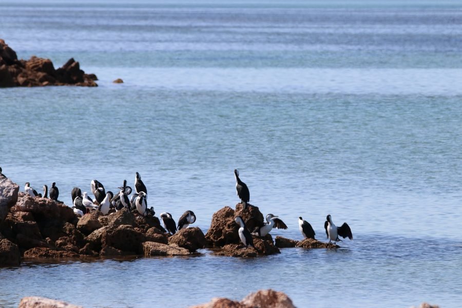 A group of pied cormorants (shags) perched on coastal rocks near the water