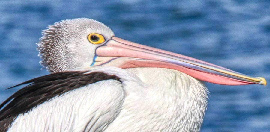 Australian pelican close-up by the water