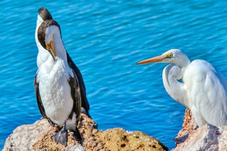 A pied cormorant and a great egret standing side by side on rocks